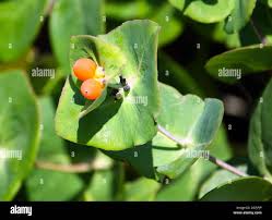 Attēlu rezultāti vaicājumam “Lonicera caprifolium fruit”