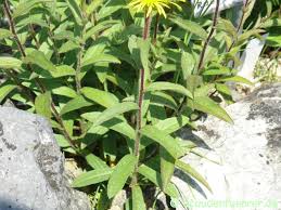 Image result for Inula hirta