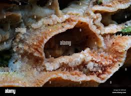 Attēlu rezultāti vaicājumam “Phlebia tremellosa”