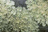 Attēlu rezultāti vaicājumam “Flavoparmelia caperata”