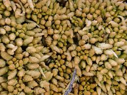 Attēlu rezultāti vaicājumam “Sphagnum austinii”