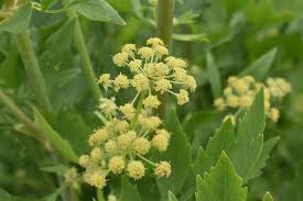 Attēlu rezultāti vaicājumam “Levisticum officinale”