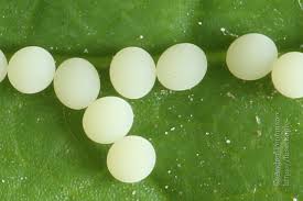 Attēlu rezultāti vaicājumam “Phymatopus hecta”