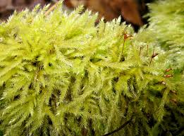 Attēlu rezultāti vaicājumam “Leiocolea rutheana sporophyte”