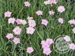 Image result for Dianthus gratianopolitanus
