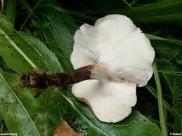 Attēlu rezultāti vaicājumam “Polyporus melanopus”