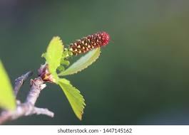 Attēlu rezultāti vaicājumam “Betula pubescens flower”