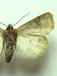 Attēlu rezultāti vaicājumam “Caradrina morpheus”