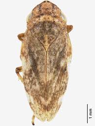 Attēlu rezultāti vaicājumam “Philaenus spumarius nymph”