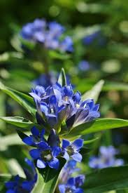 Attēlu rezultāti vaicājumam “Gentiana cruciata flower”