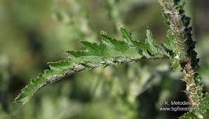 Attēlu rezultāti vaicājumam “Carduus crispus leaf”