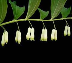 Attēlu rezultāti vaicājumam “Polygonatum multiflorum  flower”