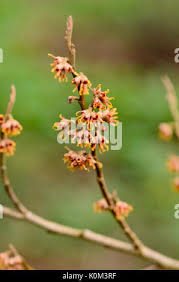 Attēlu rezultāti vaicājumam “Hamamelis vernalis bud”