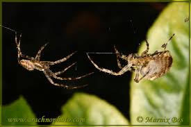 Attēlu rezultāti vaicājumam “Araneus diadematus female”