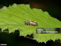 Attēlu rezultāti vaicājumam “Psyllobora vigintiduopunctata larva”