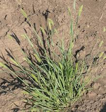 Attēlu rezultāti vaicājumam “Setaria viridis”