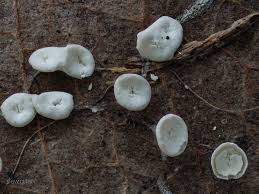 Attēlu rezultāti vaicājumam “Badhamia capsulifera var. arborea”