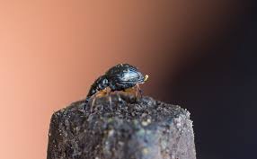 Attēlu rezultāti vaicājumam “Protapion sp.”