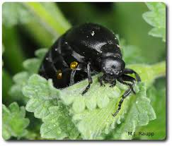 Attēlu rezultāti vaicājumam “Meloe sp. larva”