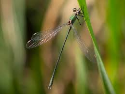 Attēlu rezultāti vaicājumam “Chalcolestes viridis”