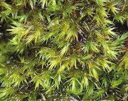 Attēlu rezultāti vaicājumam “Drepanocladus polygamus”