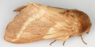 Attēlu rezultāti vaicājumam “Malacosoma castrensis male”