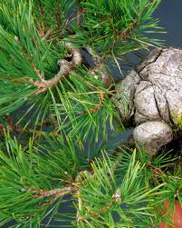 Attēlu rezultāti vaicājumam “Pinus sylvestris leaf”