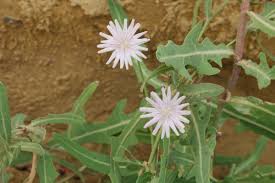 Attēlu rezultāti vaicājumam “Lactuca tatarica flower”