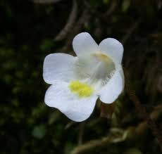 Attēlu rezultāti vaicājumam “Pinguicula alpina”