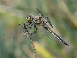 Attēlu rezultāti vaicājumam “Libellula quadrimaculata”