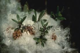 Attēlu rezultāti vaicājumam “Salix aurita flower”