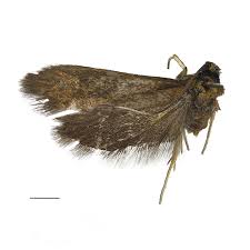 Attēlu rezultāti vaicājumam “Roeslerstammia erxlebella”