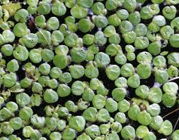 Attēlu rezultāti vaicājumam “Spirodela polyrhiza”