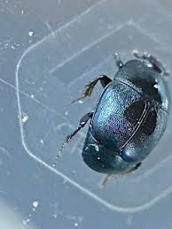 Attēlu rezultāti vaicājumam “Hypocaccus rugiceps”