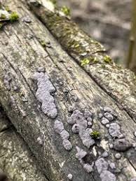 Attēlu rezultāti vaicājumam “Hypoxylon vogesiacum”