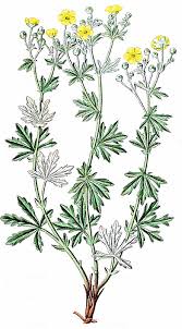 Image result for Potentilla argentea