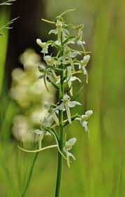 Attēlu rezultāti vaicājumam “Platanthera bifolia flower”