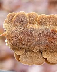 Attēlu rezultāti vaicājumam “Trichaptum biforme”