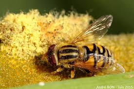 Attēlu rezultāti vaicājumam “Helophilus hybridus male”