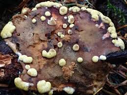 Attēlu rezultāti vaicājumam “Hypocrea rufa”