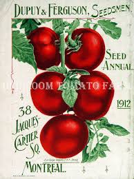 Afbeeldingsresultaat voor earliana tomato