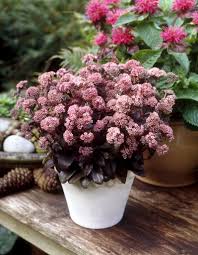 Attēlu rezultāti vaicājumam “Hylotelephium telephium”