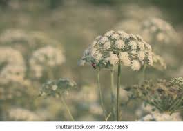 Attēlu rezultāti vaicājumam “Libanotis montana leaf”