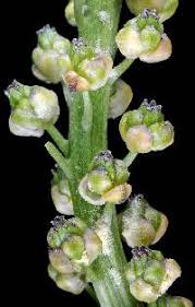 Attēlu rezultāti vaicājumam “Triglochin maritimum flower”