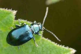 Attēlu rezultāti vaicājumam “Alticinae”