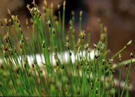 Attēlu rezultāti vaicājumam “Trichophorum cespitosum”
