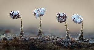 Attēlu rezultāti vaicājumam “Physarum flavicomum”