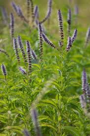 Attēlu rezultāti vaicājumam “Mentha spicata”