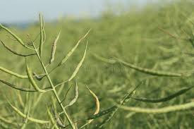 Attēlu rezultāti vaicājumam “Brassica napus fruit”