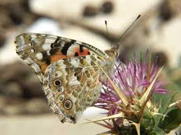 Attēlu rezultāti vaicājumam “Vanessa cardui underside”